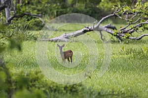 Red Brocket deer in distance in green grass, Pantanal Wetlands, Mato Grosso, Brazil