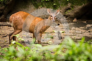 Red Brocket Deer Mazama americana photo