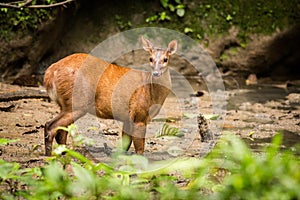 Red Brocket Deer Mazama americana