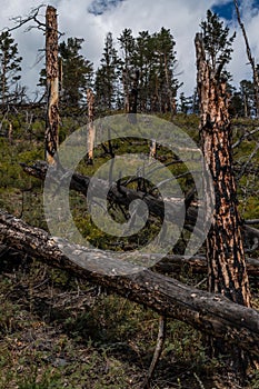 Red broken burnt pine tree trunks in black soot stand with fallen trees after fire on the slope of mountain. Blue sky