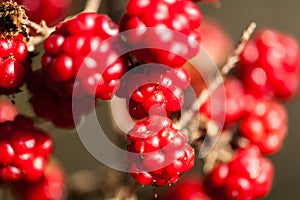Red brombeere berries