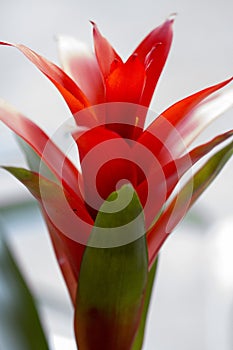 Red bromelia