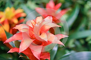 Red bromelia flower, copy space for text. Bromelia is a genus of plants in the Bromeliaceae family that includes about 50 species