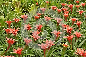 Red Bromeliad, Ananas Comosus, photo