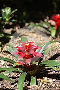 Red Bromeliad blooms in summer