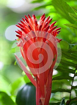 Red Bromeliad Flower in the Sunlight