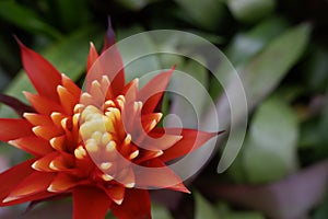 Red Bromeliad flowering plant, tropical red pineapple flower - Image