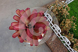 Red bromeliad at garden corner