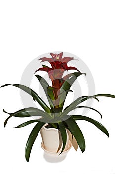 Red bromeliads flower on white background