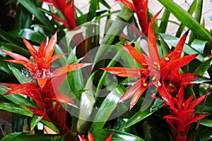 Red bromelias in a greenhouse photo