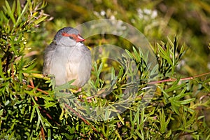 Red-browed Finch photo