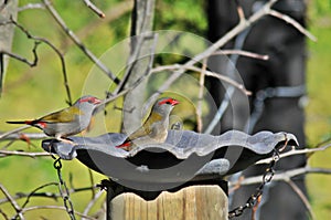 Red Browed Finches photo