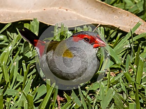 Red-browed Firetail in New South Wales Australia