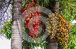 Red and brown Areca nut palm, Betel Nuts, Betel palm Areca catechu hanging on its tree