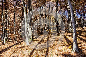 Red brown autumn forest