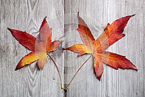 Red and brown autumn leaves plant on a striped wooden background