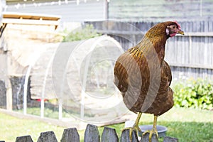 Red / Brown Chicken Standing on Wooden Picket Fence with Coop in Background