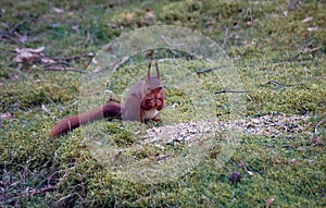 Red brown chipmunk eating nuts