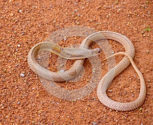 Red brown color snake danger wild nature wildlife living thing photo