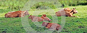 Red-brown cows and calves of the Limousin breed in the grassland of a Dutch farm