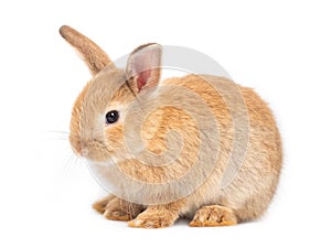 Red-brown cute baby rabbit isolated on white background.