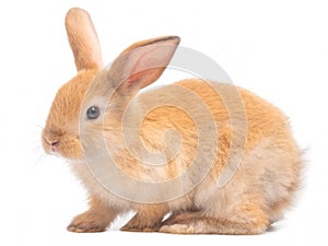 Red-Brown cute rabbit isolated on white background.