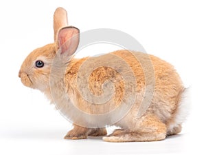 Red-Brown cute rabbit standing isolated on white background.
