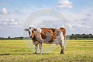 Red brown dairy cow with large udder stands proudly in a pasture