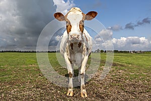 Red brown dairy cow standing steadfast and firm in a pasture with overcast, heavy clouded blue sky in a green field