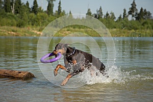 Red brown doberman dog with puller running in the lake