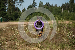 Red brown doberman dog running with puller