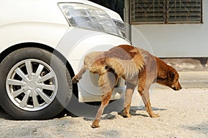 red brown dog urinating on front of white car