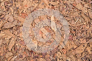 Red Brown Dried Leaves and Scrap Branch and Gravel Texture Background