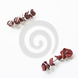 Red brown eucalyptus leaf frame on white background