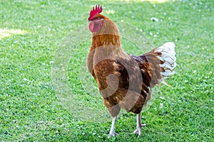 Red brown farmyard rooster chicken strutting on green grass