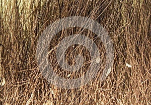 Red brown fur of cat