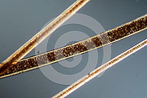 Red brown fur and hair