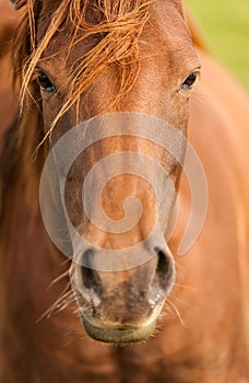 Red Brown Horse Portrait