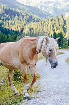 Red brown horse with white mane is walking on meadow in Italian Alps, in summer on grass against background of mountains