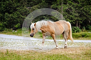 Red brown horse with white mane is walking on meadow in Italian Alps, in summer on green grass with background of forest
