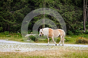 Red brown horse with a white mane is walking on meadow in Italian Alps, in summer on green grass with forest background