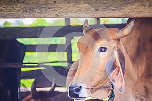 Red-Brown Hybrid American Brahman Cow Cattle, Head Shot. The American Brahman was the first beef cattle breed developed in the Un