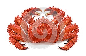 Red brown king crab 2 on white background