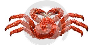 Red brown king crab isolated on white background