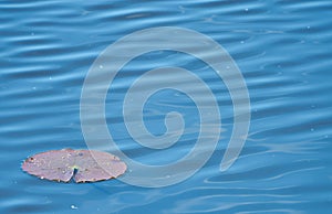 Red-brown leaf of a water lily on a slightly wavy blue water surface, abstract peaceful meditative photo