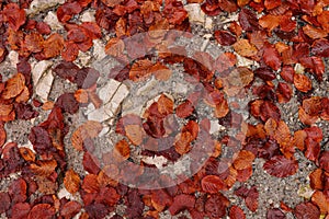 Red brown leaves on forest path