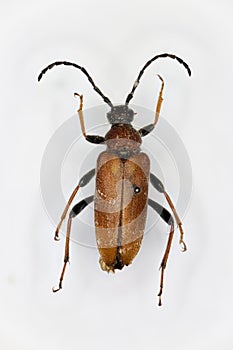 Red-brown Longhorn Beetle Anoplodera rubra, a 50 years old specimen from beetle collection