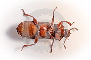 Red-brown rice-meal beetle