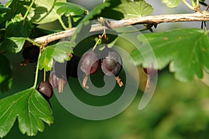 The red-brown ripening gooseberry fruits of the `Black Negus` variety on a branch, close-up, copy space for text photo