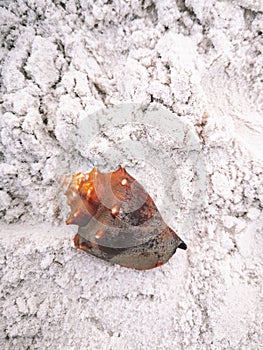 Red brown shell with mollusk crab lying on white beach sand in Clearwater Florida USA.